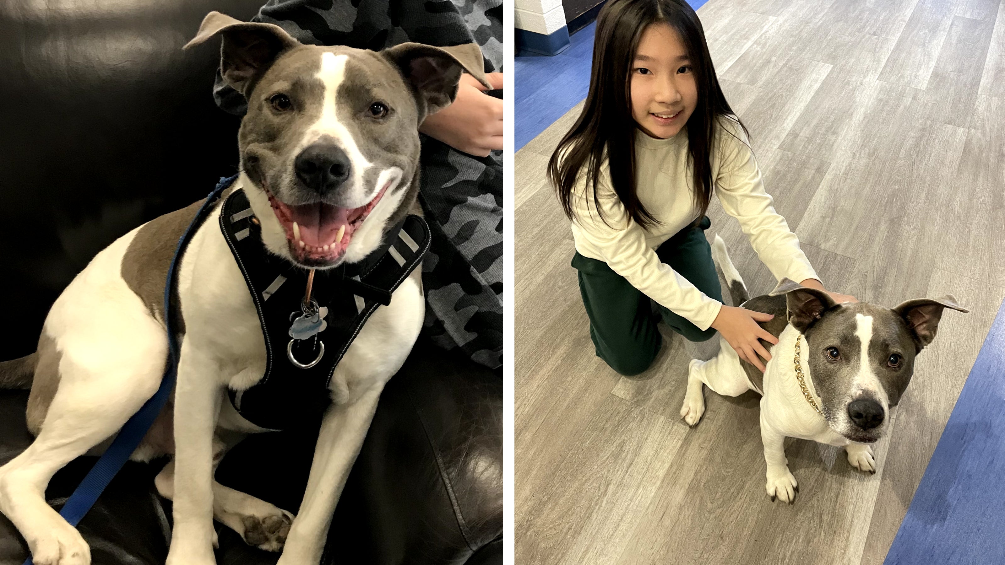 Side by side images of a brown and white dog sitting alone and with a young girl