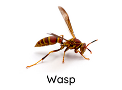 Wasp