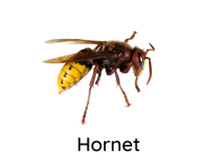 Hornet