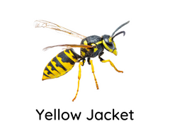 Yellow Jacket