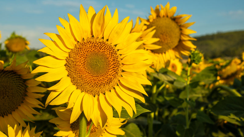 Sunflowers with bright yellow blooms