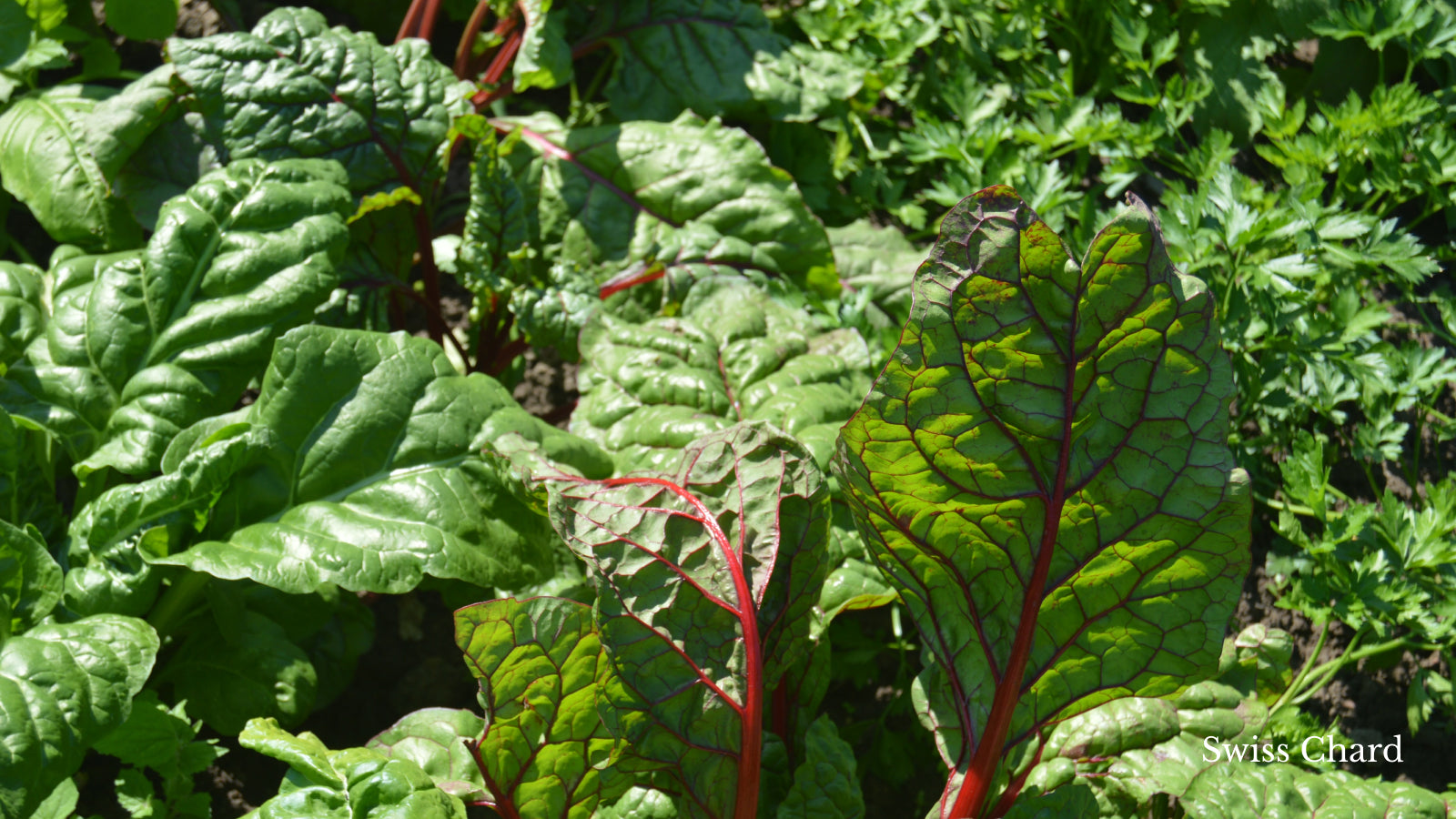 Swiss Chard leaves in the sunlight