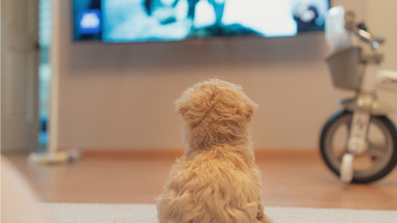 Tan dog watching a movie