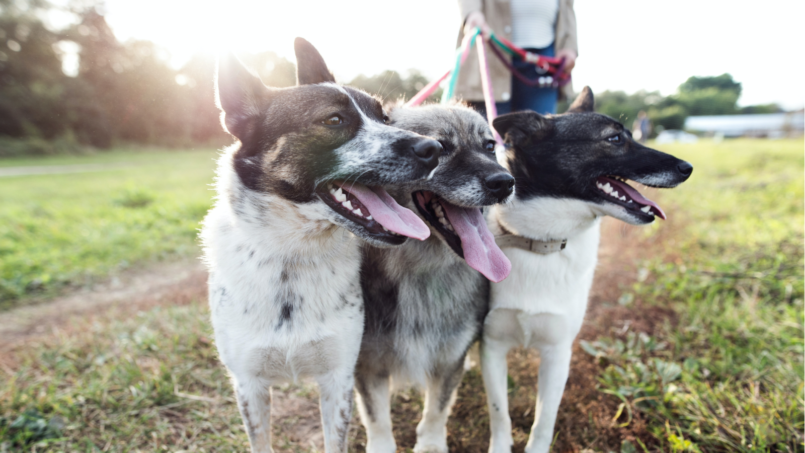 Three dogs enjoy a pack walk outside with their dog walker