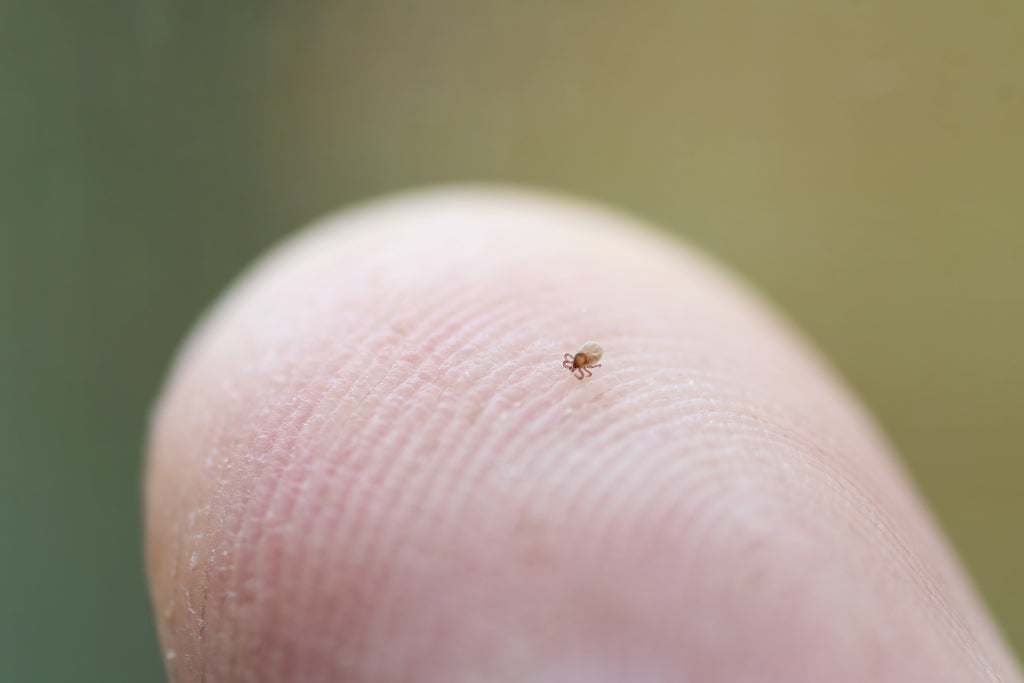 Tick nymphs can be as small as a poppy seed and very difficult to detect