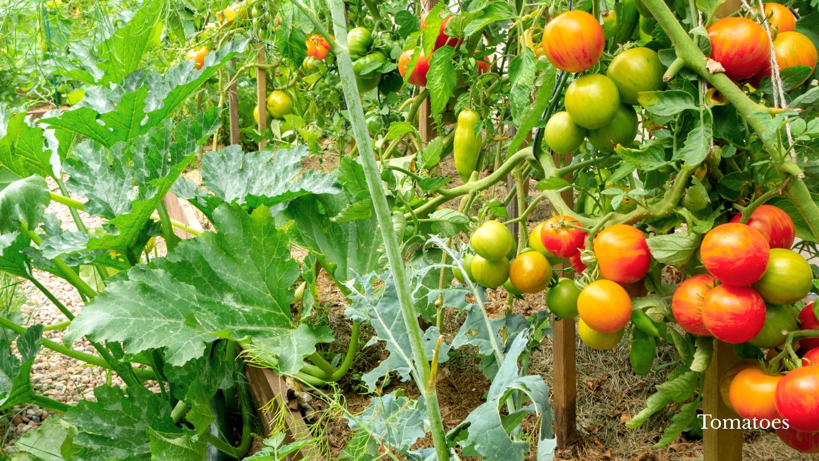 Tomatoes growing on the vine outside