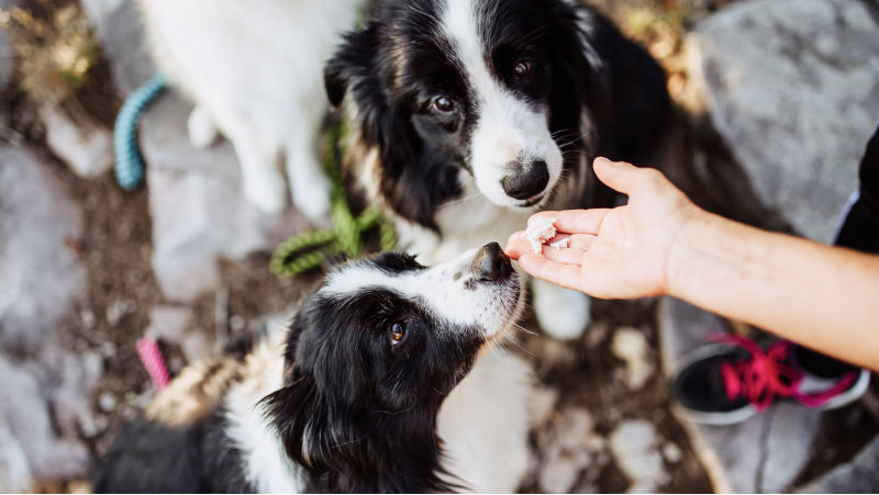 Two black and white dogs get a treat from a human hand while hiking and a white dog sits patiently behind