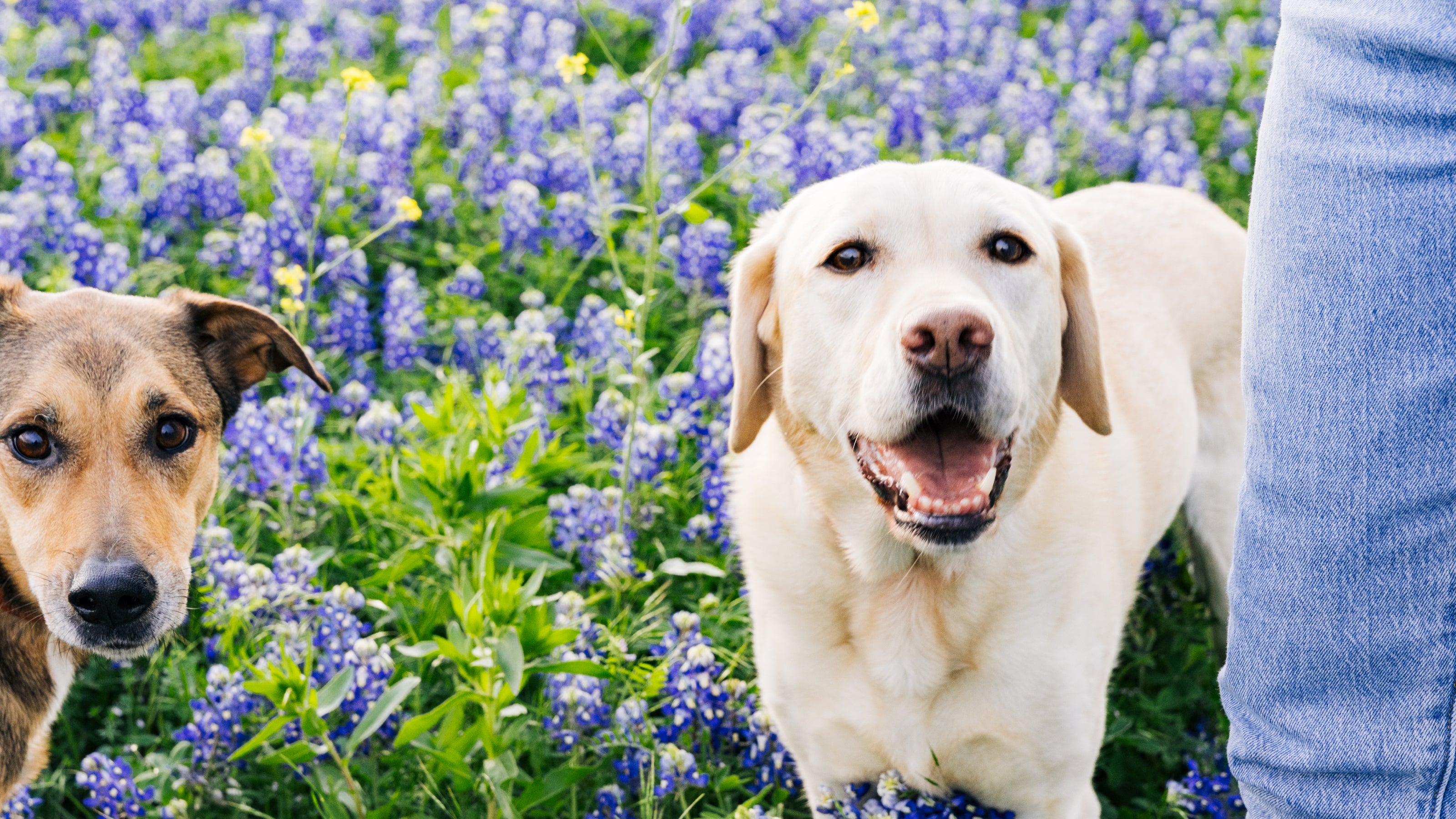 Two dogs enjoy a field of bluebonnets standing next to a person in blue jeans