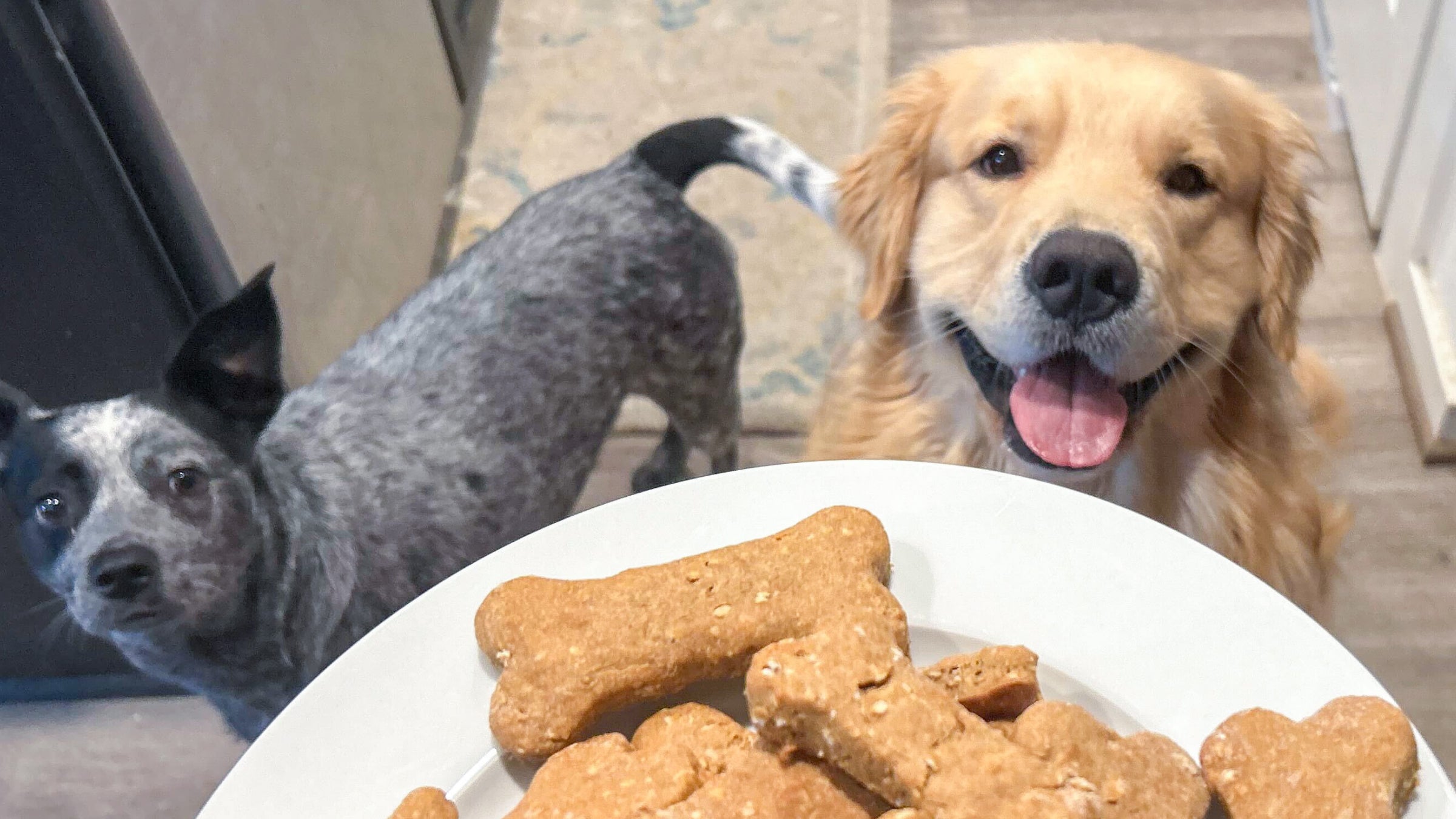 Two dogs look at a plate of dog boned shaped treats on a white plate