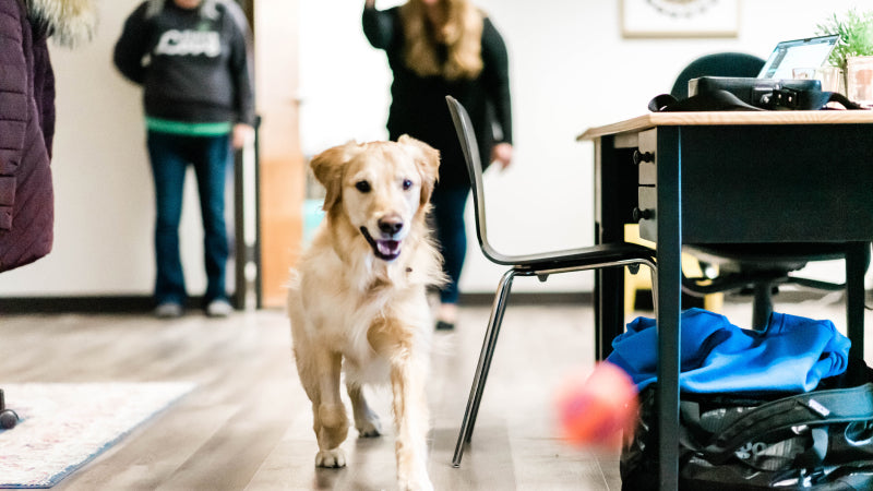 Two employees play fetch with a light color golden who is running toward the camera chasing a red ball