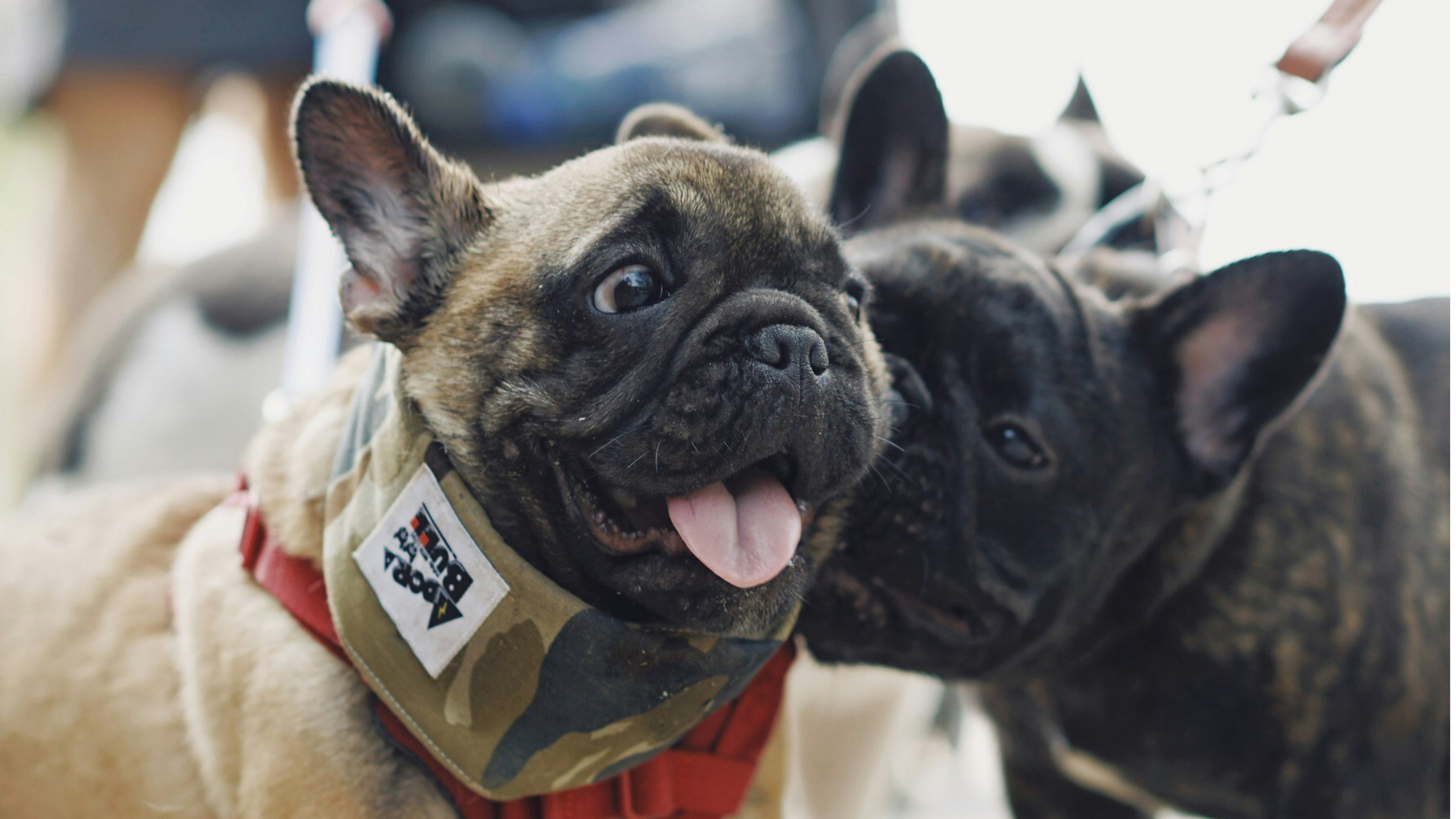 Two french bulldogs play inside together