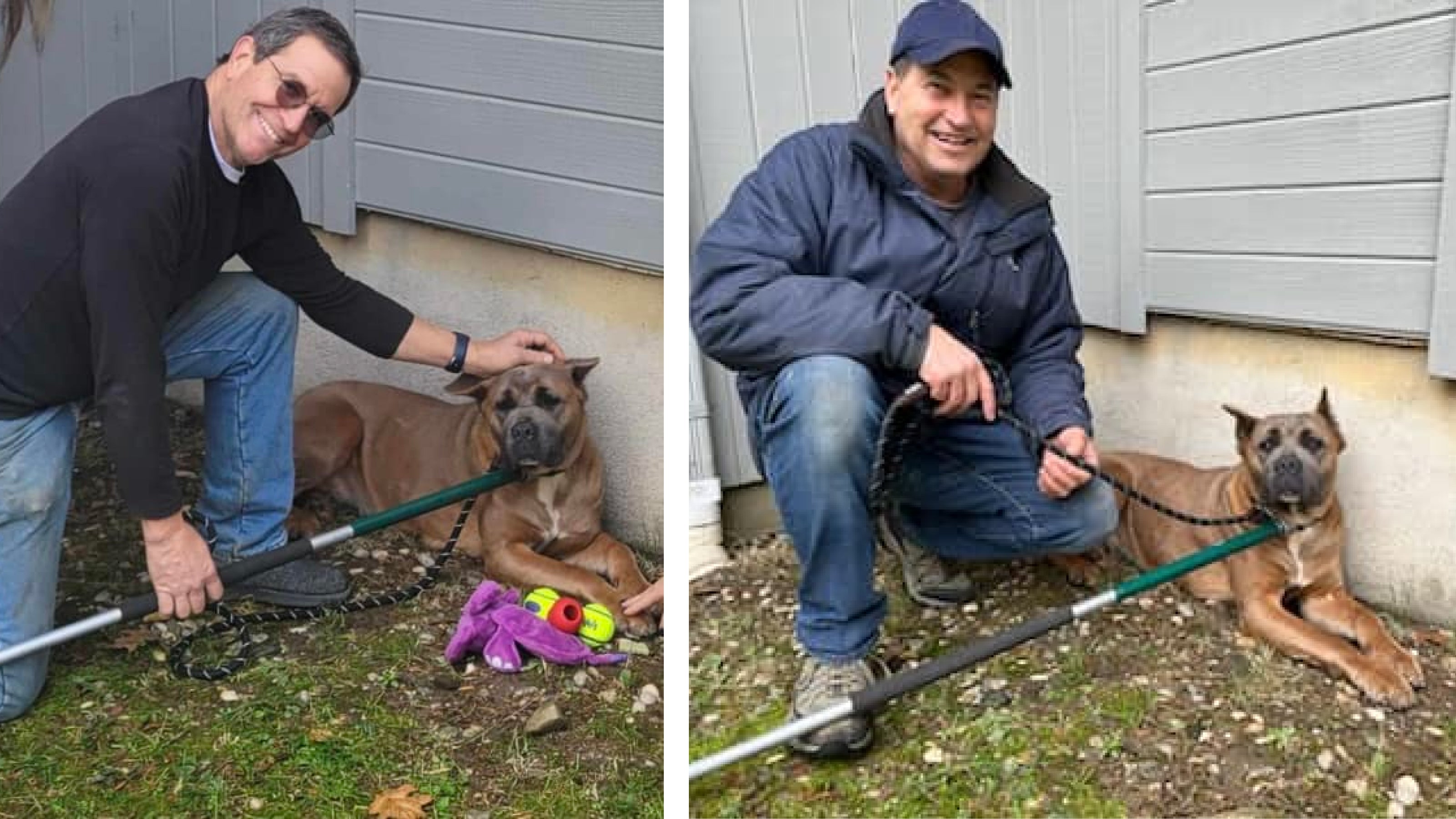 Two men shown left and right with a stray Cane Corso dog they rescued