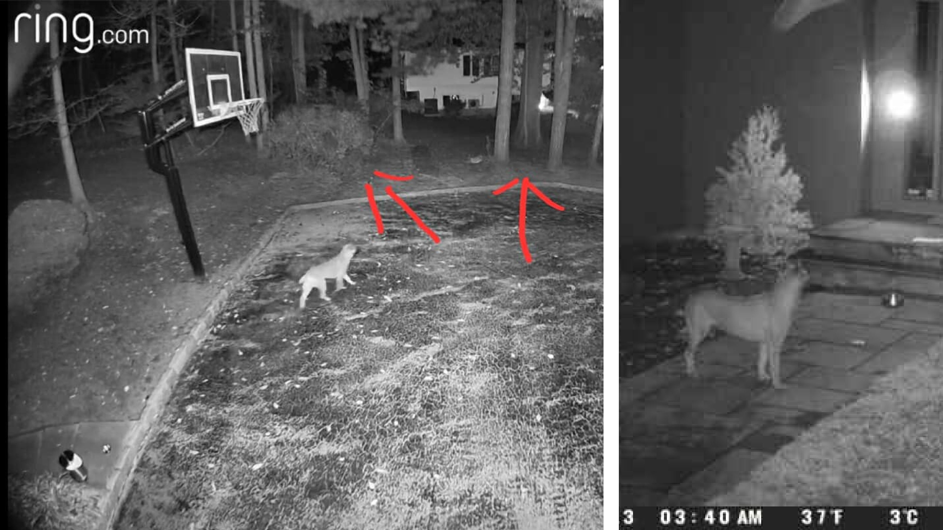 Two ring camera photos of a stray dog at night