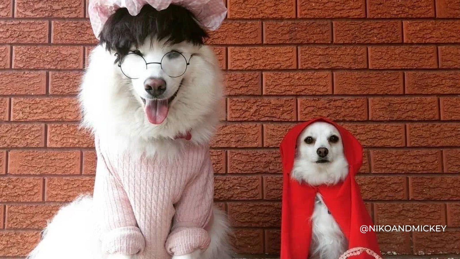 Two white dogs dressed up as Red Riding Hood characters