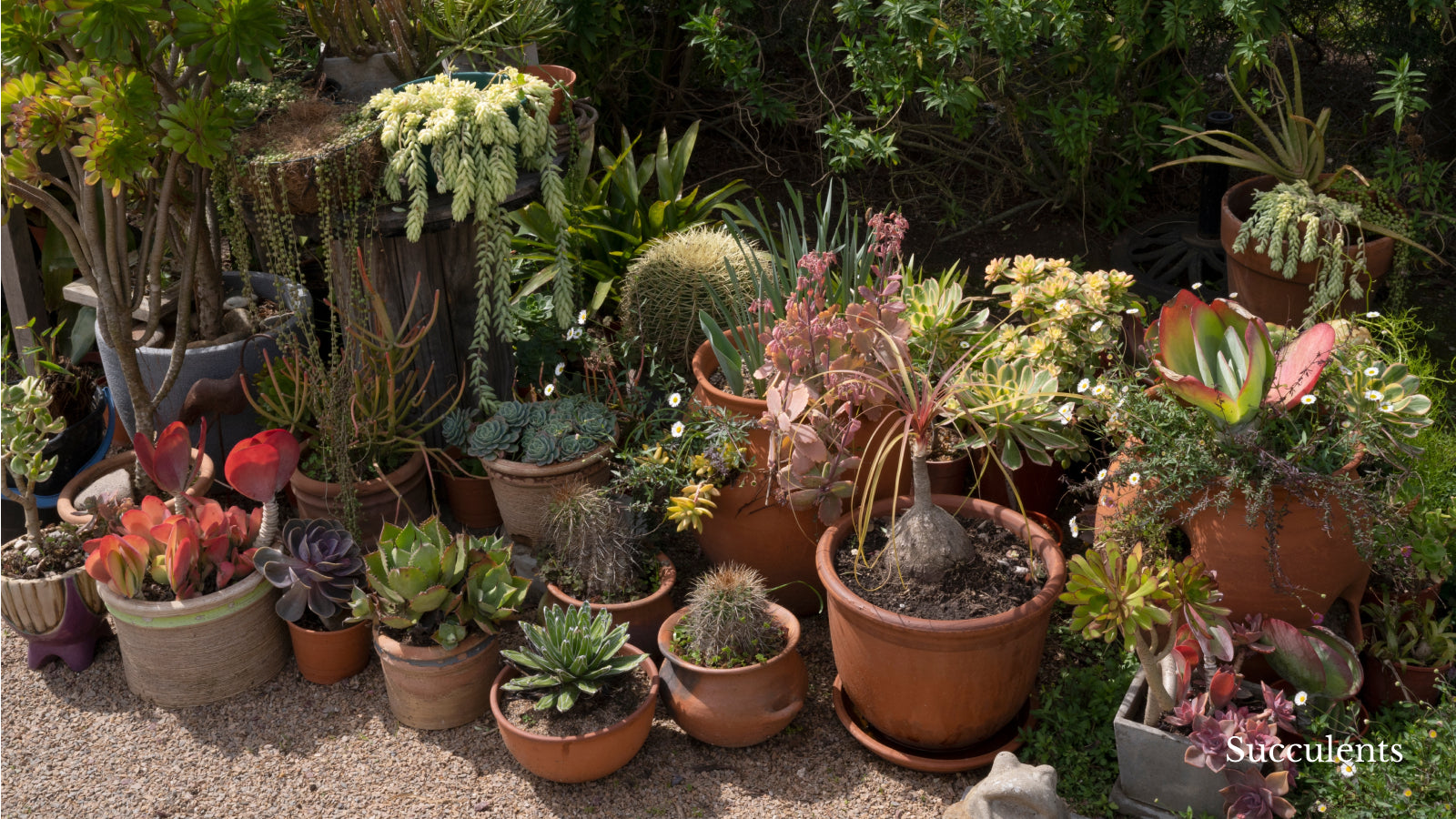 Various succulents in planters