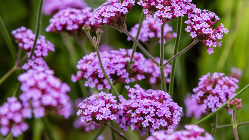 Verbena plant with purple flowers set against a green backdrop