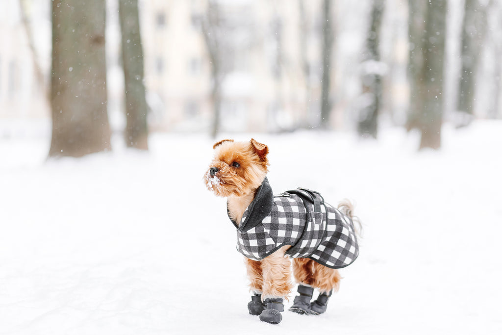 Dog in snow wearing jacket and boots