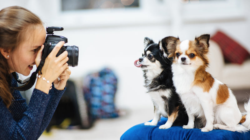 Woman in a blue sweater taking a photo of two small dogs sitting on a blue cushion