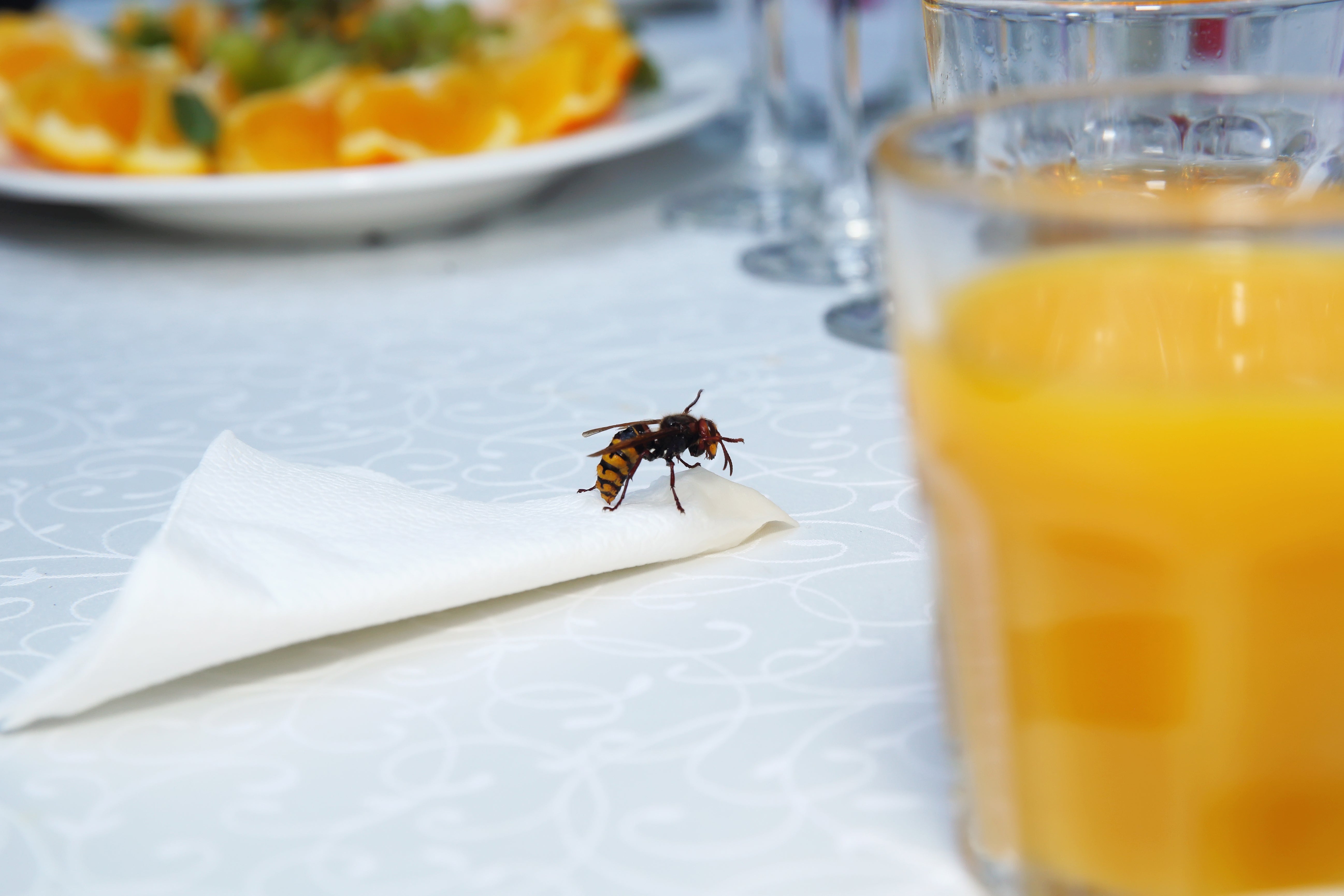 A wasp forages for food on a table outside