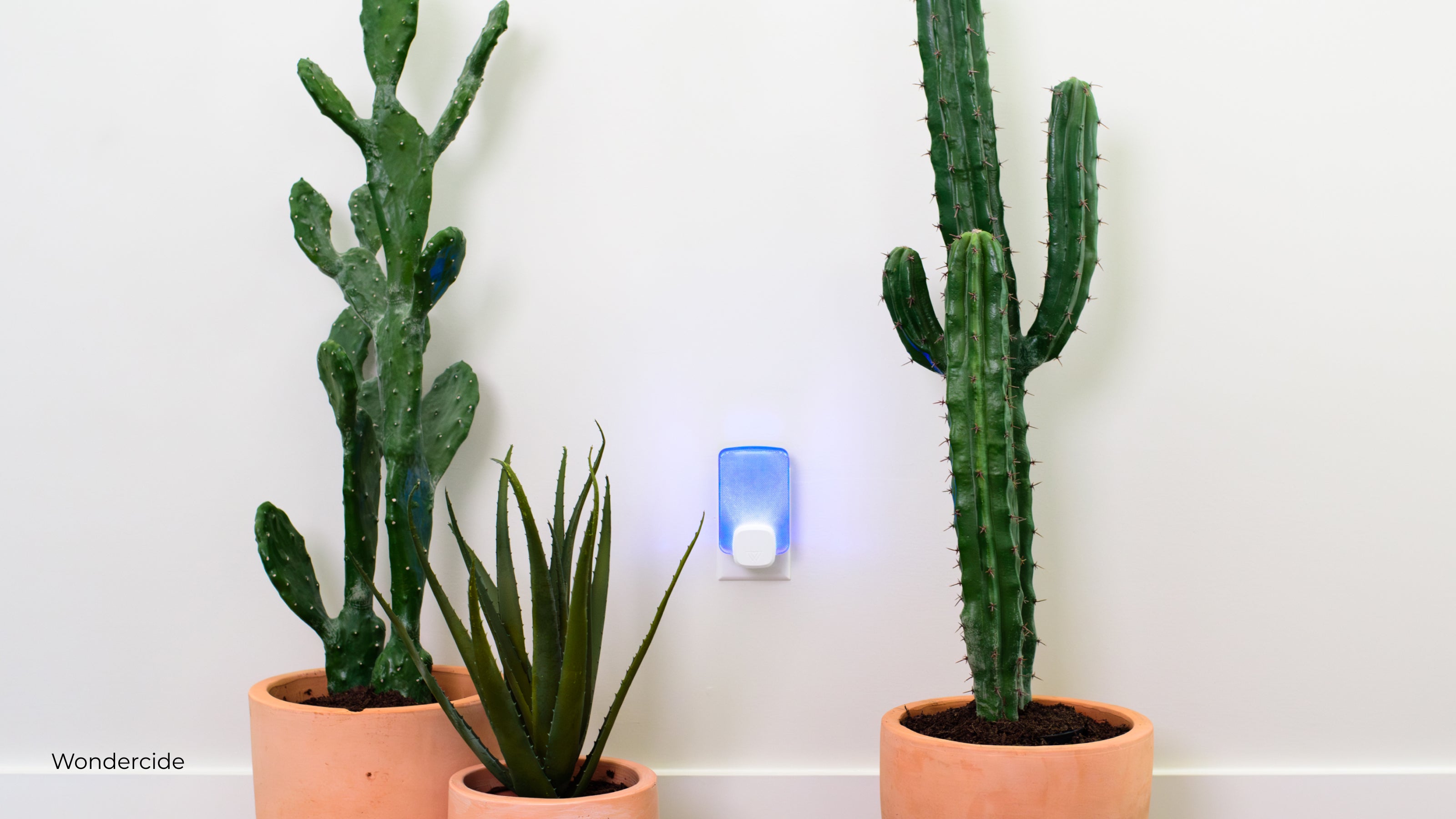 Wondercide flying insect trap plugged into the wall next to three potted succulents in terra cotta planters