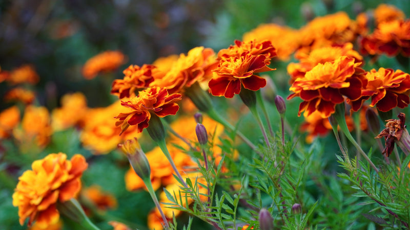 Yellow and orange marigold flowers growing in a garden