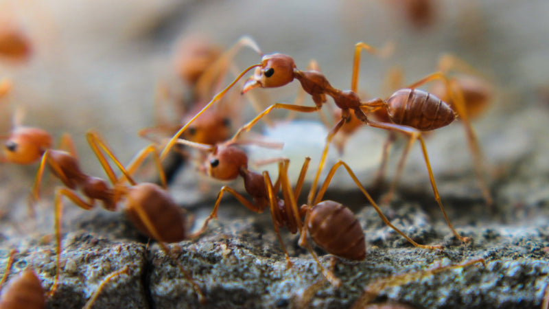 an army of ants on a rock