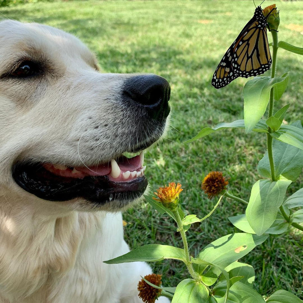 dog garden butterfly