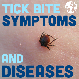 tick bites on cats symptoms