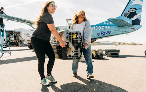 Volunteers carry the rescued pets to their new life.