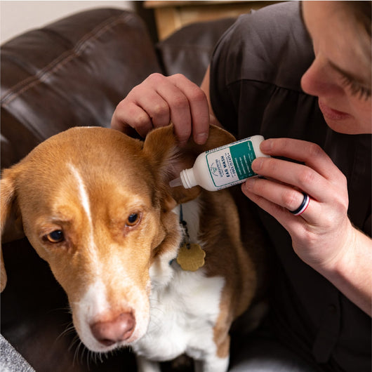 how do you deodorize a dog collar