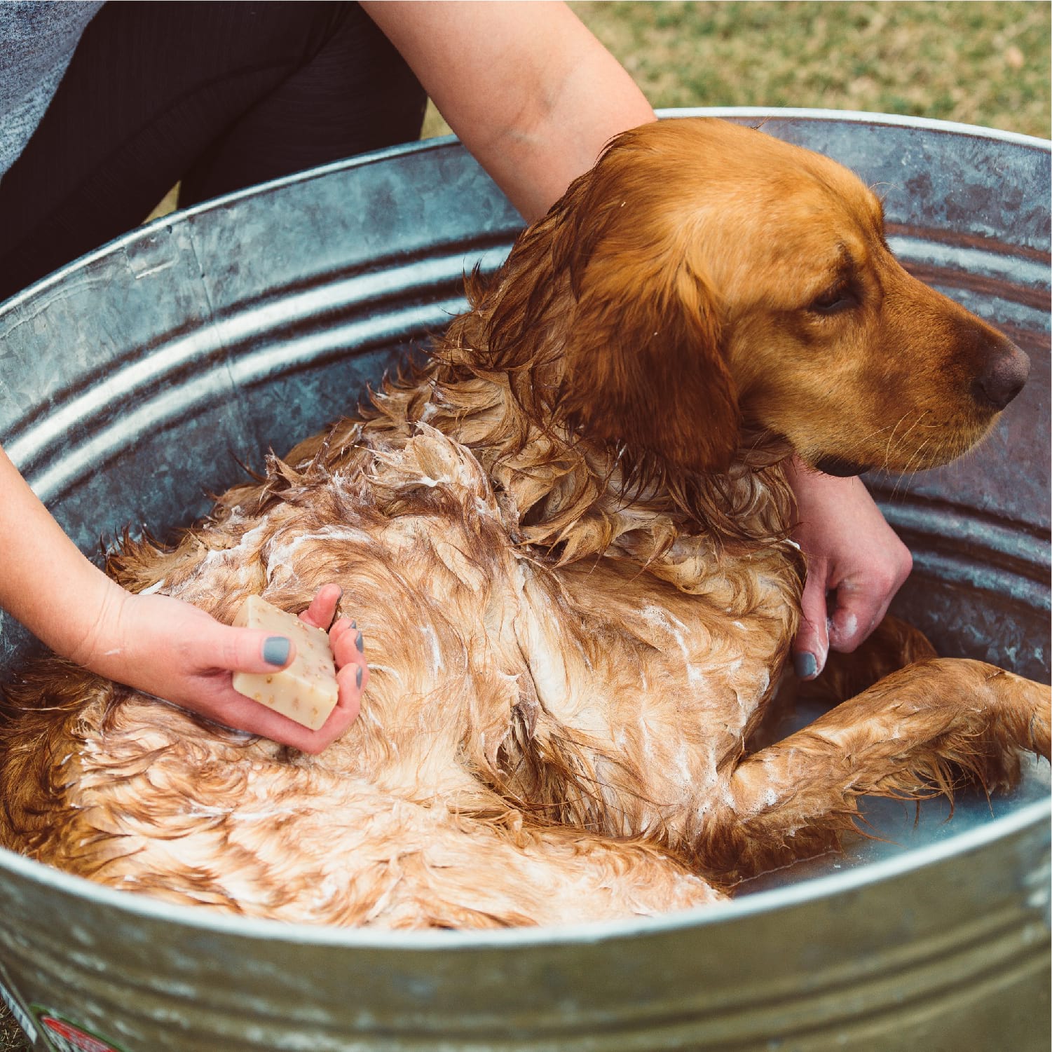 does giving a bath to dog with mites help