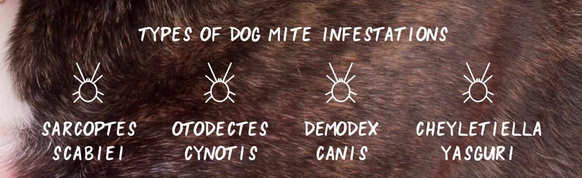 where do dog mites come from