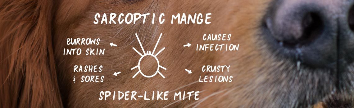 what causes mange in dog