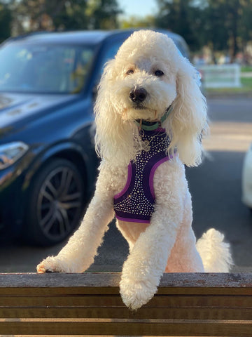 Poodle wearing Bling 4 Paws harness in purple