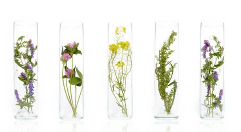 five botanical plants samples in glasses