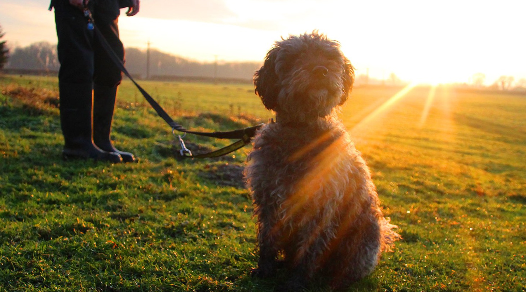 Omaze Million Pound House Lake District - A Dog in a field backlit by the sun 
