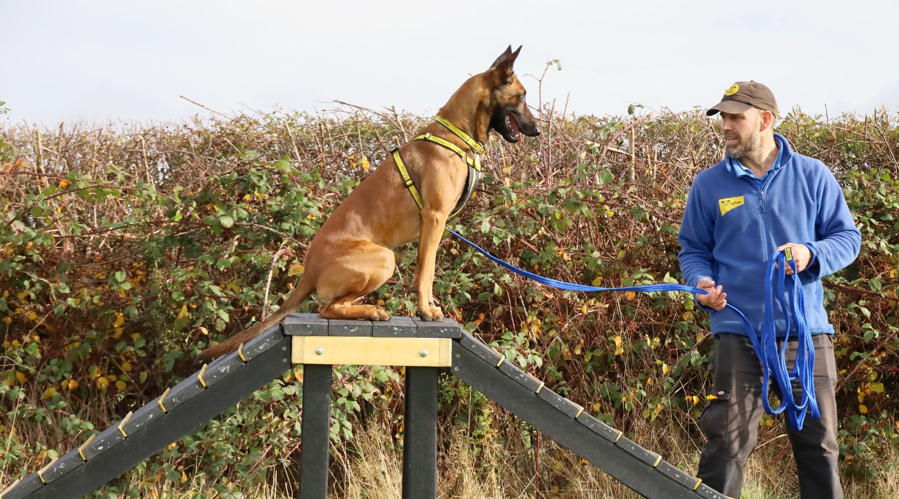 Omaze Million Pound House Lake District. Dogs Trust. Piper the Belgian Malinois stands on a training ramp on a field in the sun
