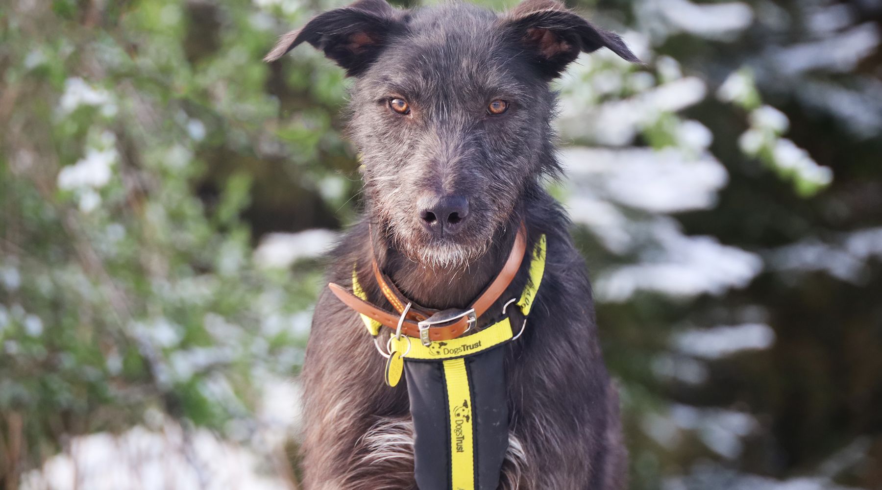 Omaze Million Pound House Lake District - Dogs Trust Case Study - Raven's Story. A black lurcher stands still in a field looking at the camera  