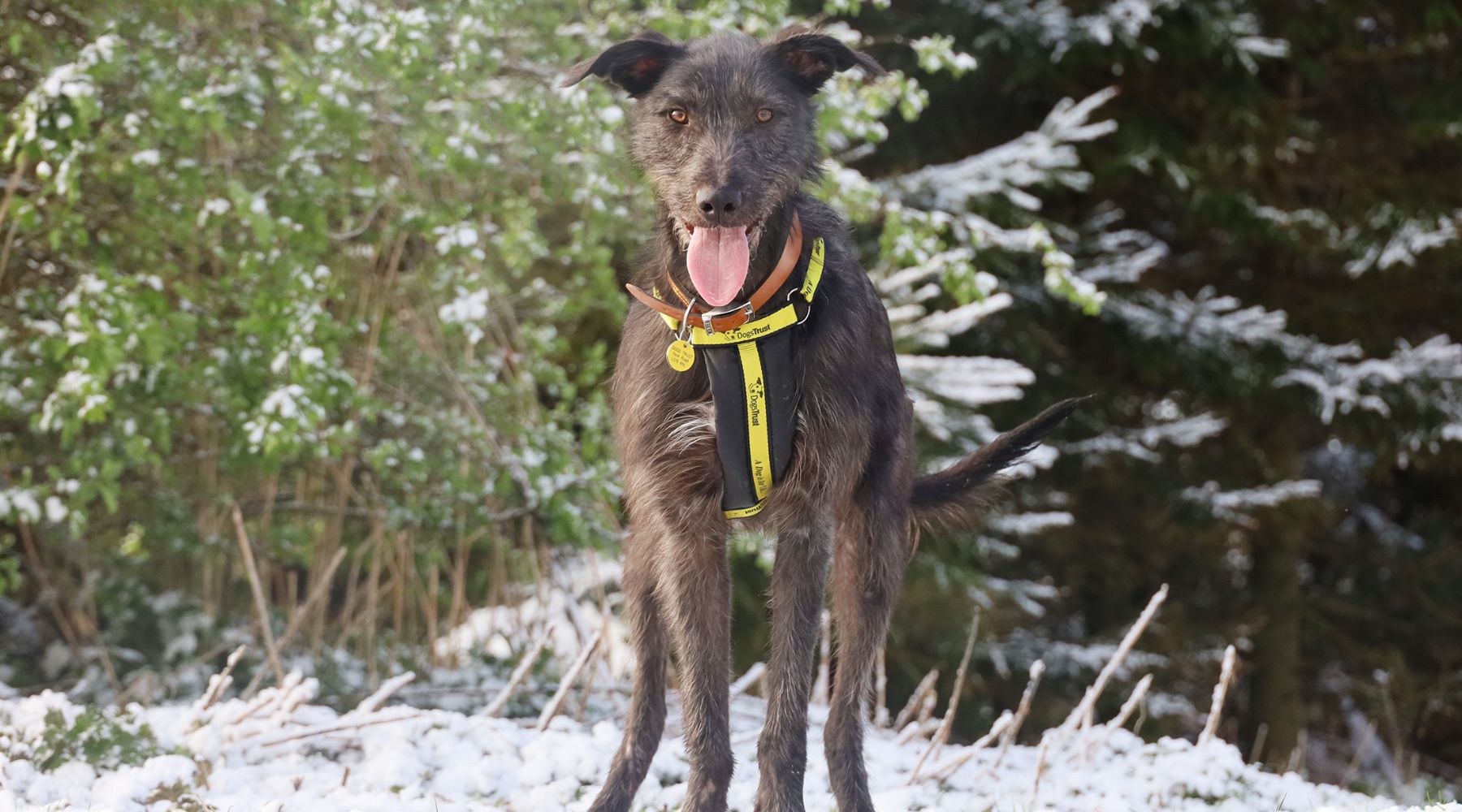 Omaze Million Pound House Trust - Dogs Trust - Raven's Story. A black lurcher stands in a snowy field with a yellow dogs trust collar on