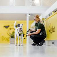 Charity Partner - Dogs Trust