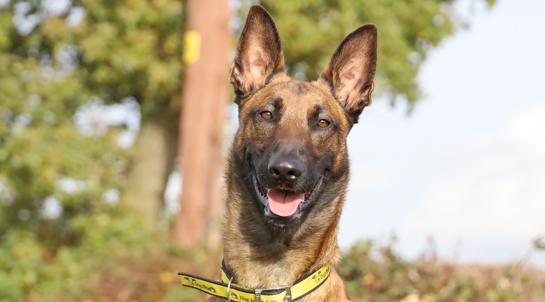 Omaze Million Pound House Lake District - Dogs Trust - Piper's Story - A Belgian Malinois stands in the sun, ears pricked