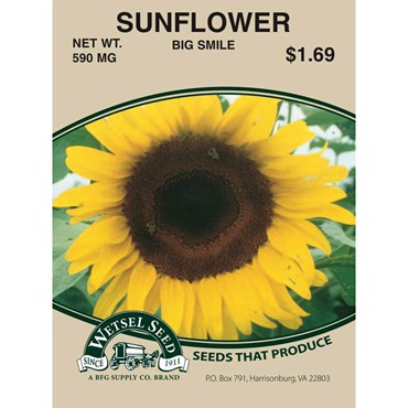 Sunflower Big Smile 590mg Mile Tree Lawn Garden