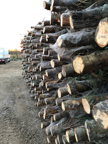 Christmas trees piled up