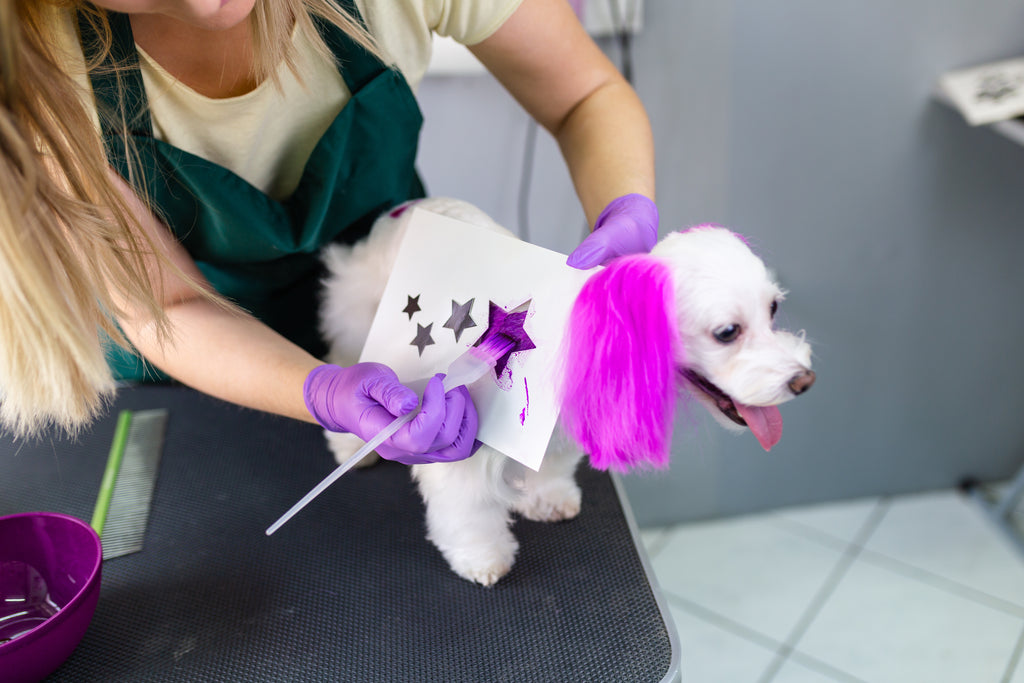 Groomer dying a dog purple using a star stencil while dog stands on a grooming table