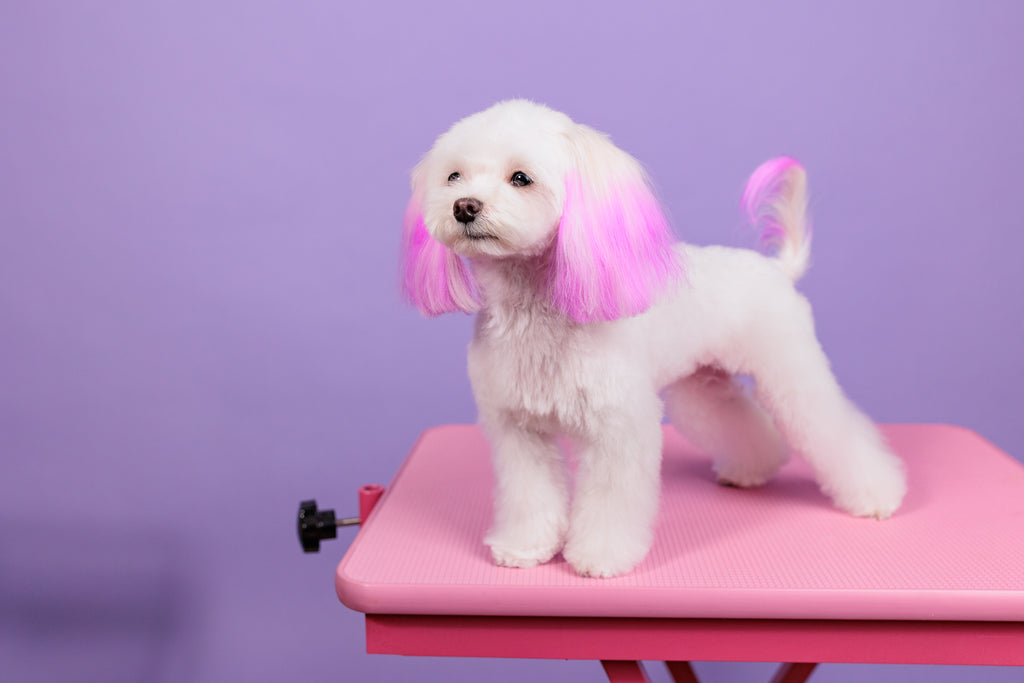 Maltese Dog with Pink Ears Standing on a Pink Table in front of a Purple Wall