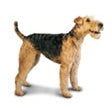 Airedale terrier