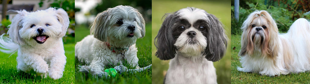 What Size Blade for Hair Grooming for Shih Tzu?