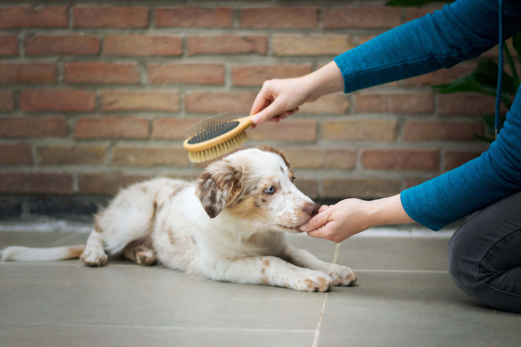 Border collie puppy being brushed by owner using a bristle brush for desensitization 
