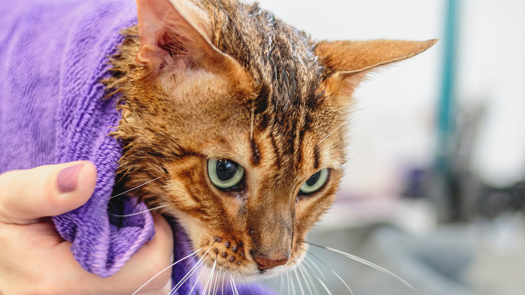 Cat wrapped in purple towel after a bath, close up photo. The cat is a ginger tabby colour