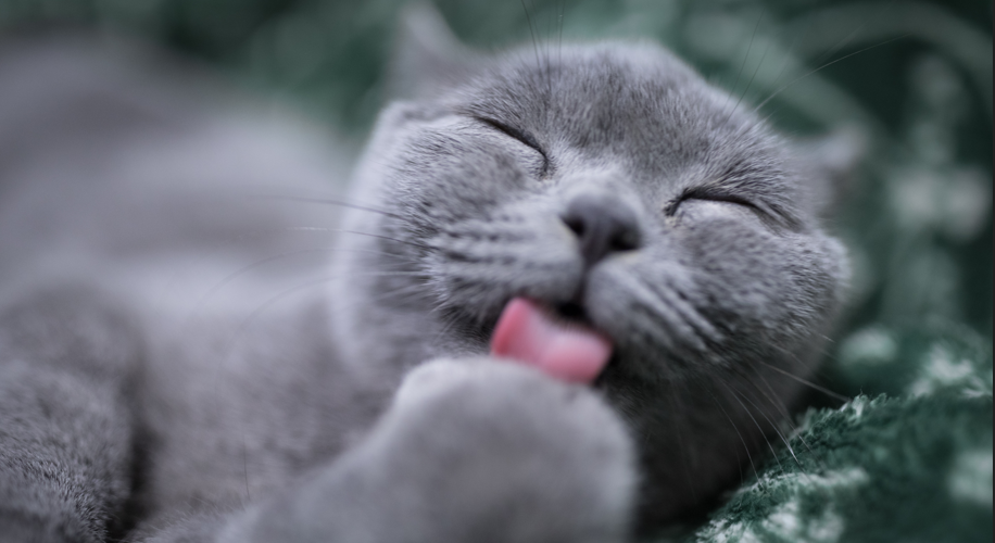 Grey cat licking paw while lying down in ferns, close up photo